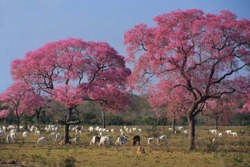 Ipê-roxo no Pantanal Matogrossense