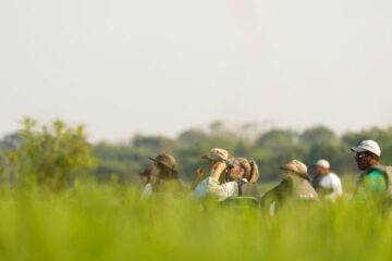 Observações de Aves no Pantanal Matogrossense